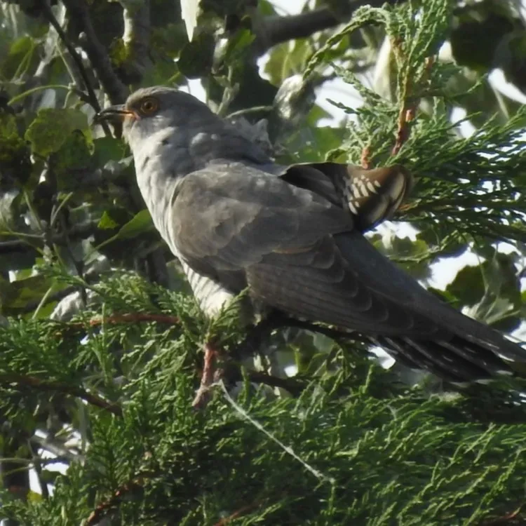 Een bijzondere vogel, De Koekoek