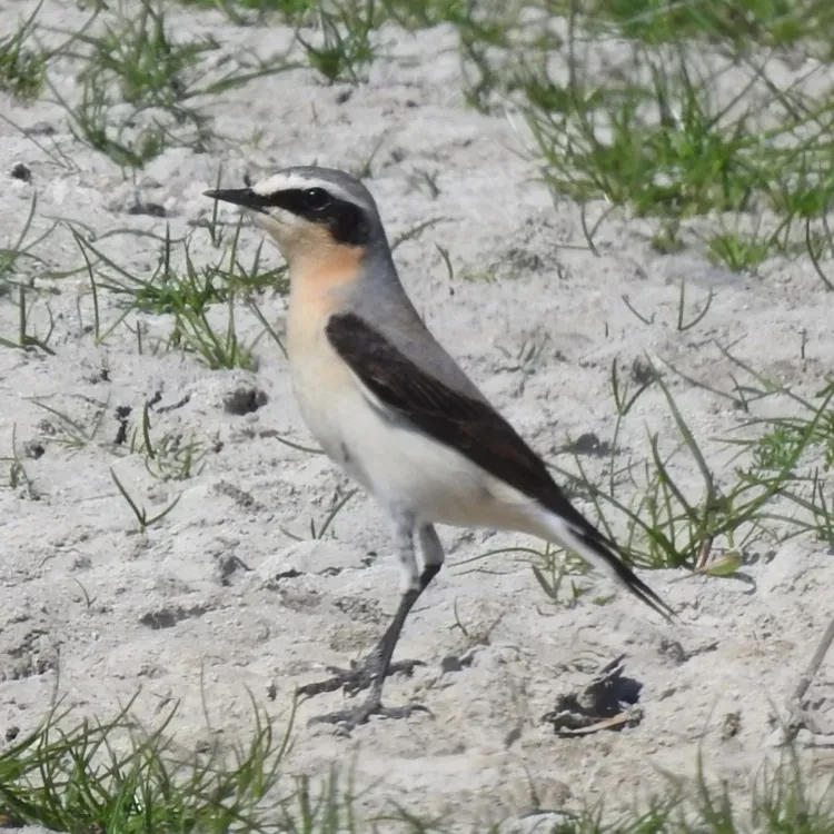 Tapuit, prachtige middelgrote zangvogel
