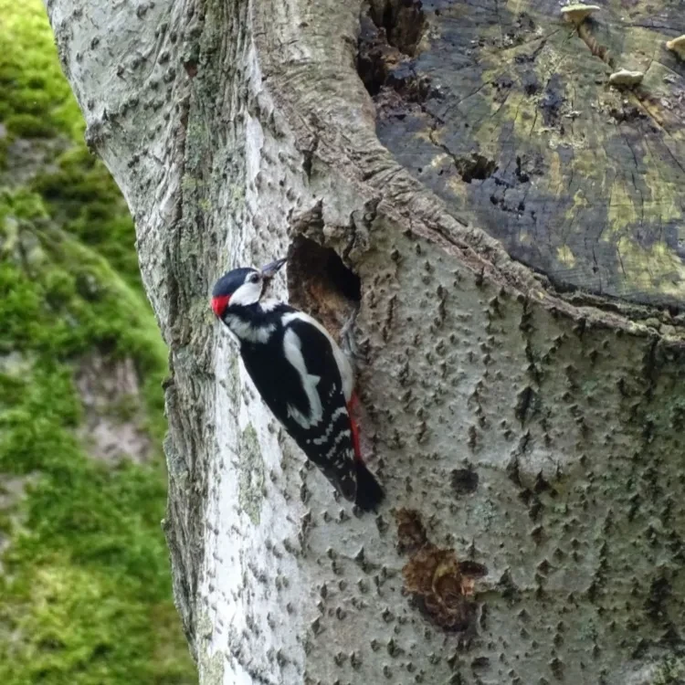 Mini cursus vogels kijken in Wervershoof