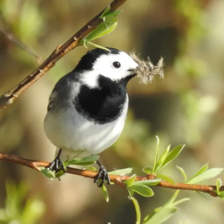 Boek een privé excursie bij Sijswijs