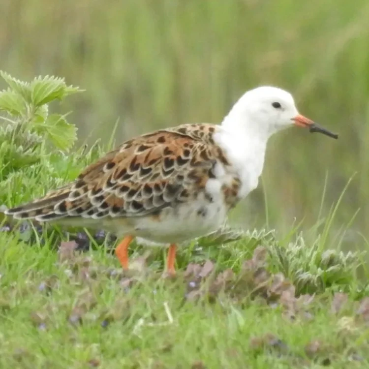 Bijzondere waarneming