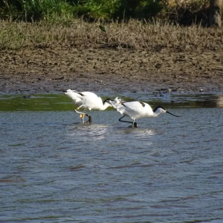 Excursie Waterberging Twisk