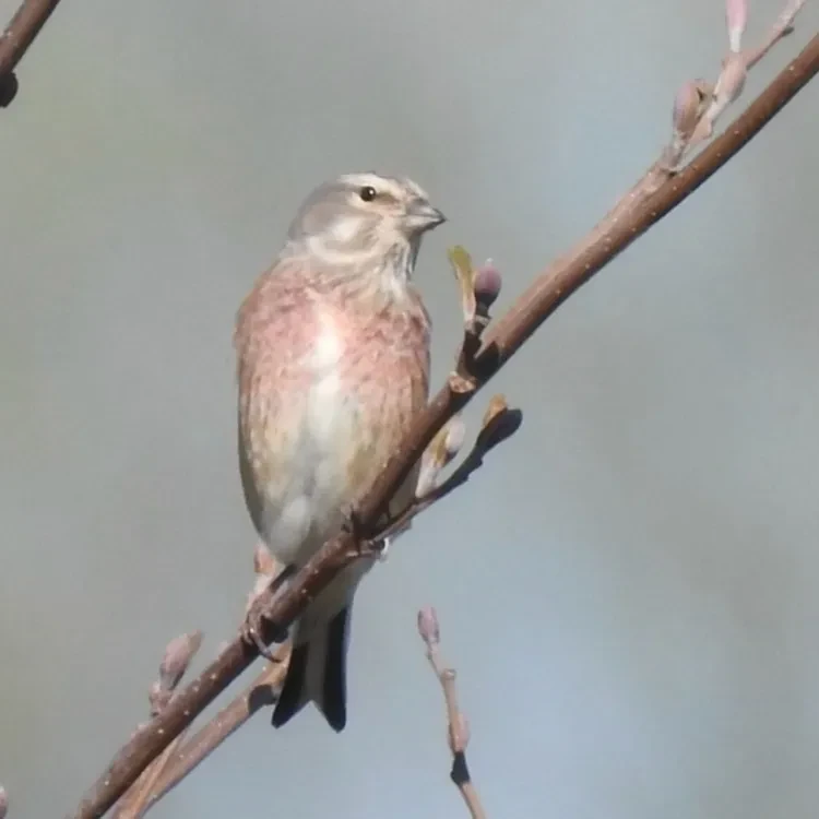 Vliegende start van Sijswijs