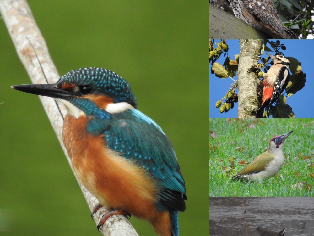 National Bird Week May 10-18