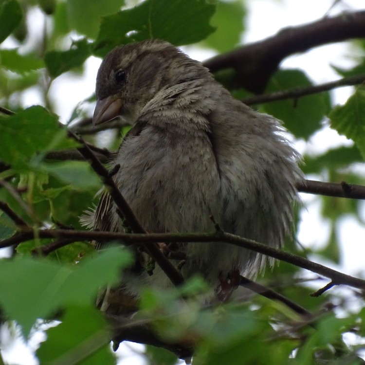 De Huismus (Passer domesticus)
