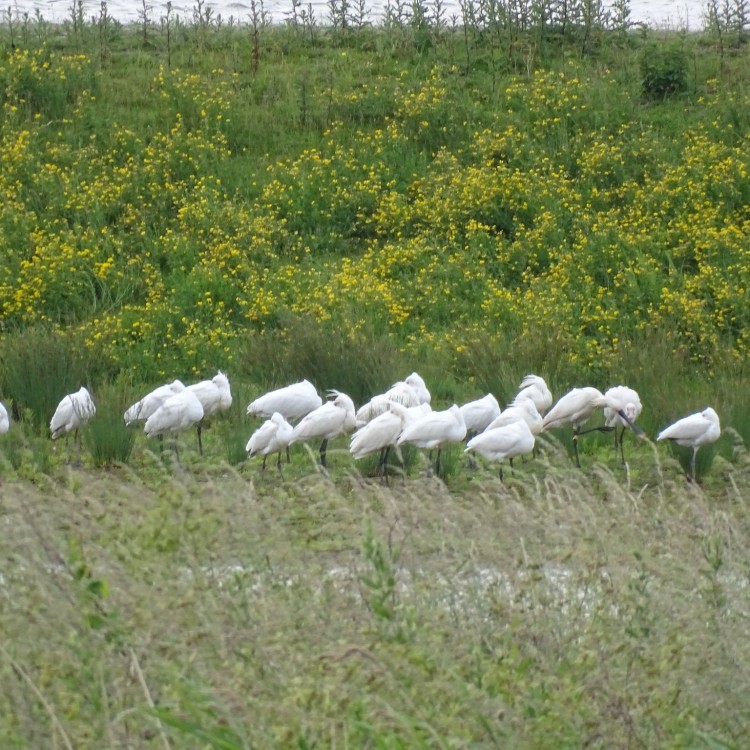 Lepelaars op de snooze-stand