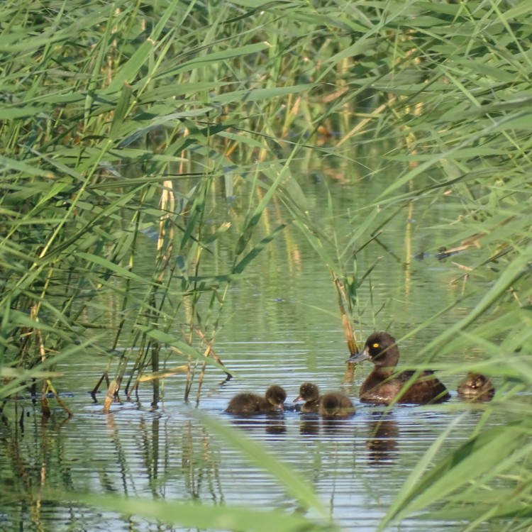 Moeder Kuifeend en kroost