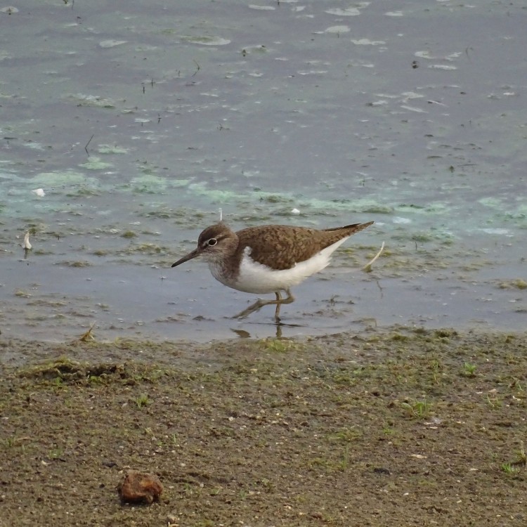 Een druk baasje aan de waterkant