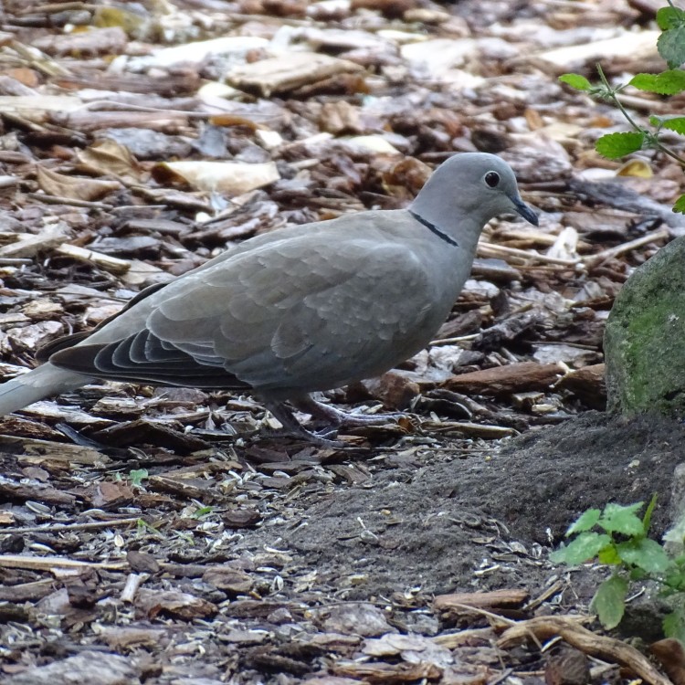 Turkse tortel -Streptopelia decaocto -