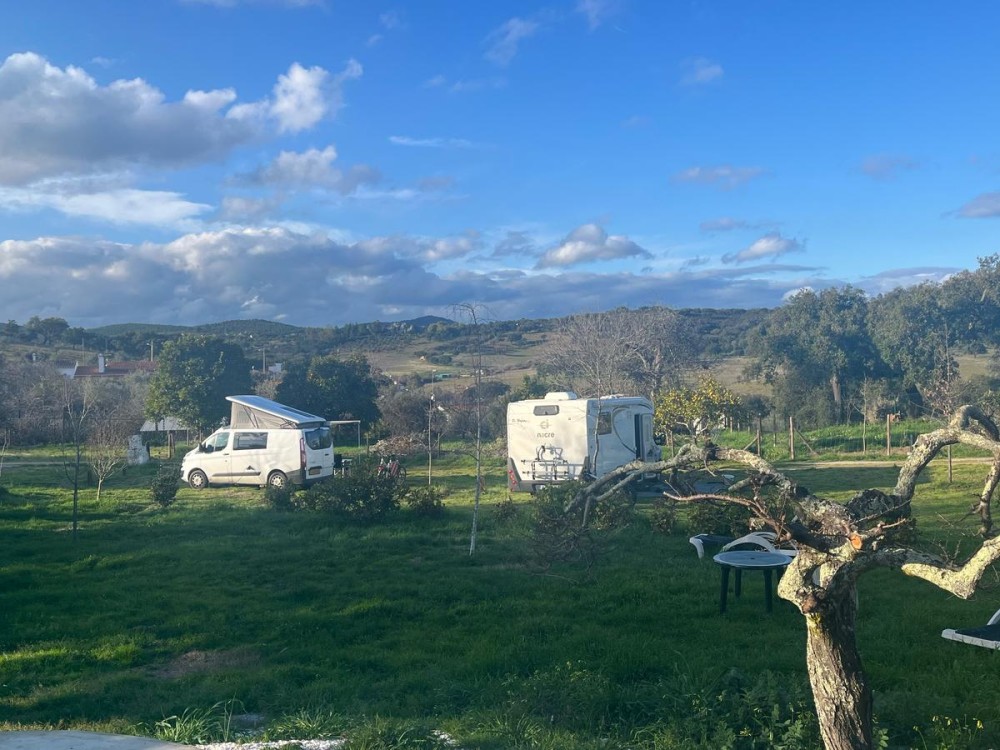 The Green Sparrow on the move